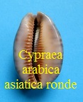 Cypraea arabica asiatica ronde